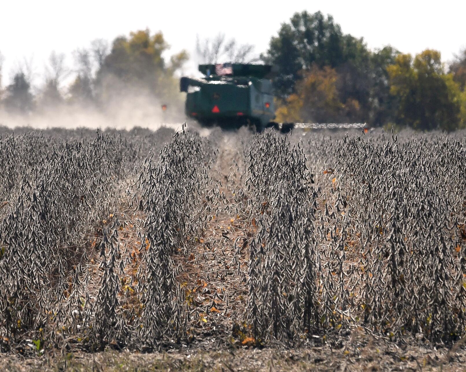 Soybean harvest 2